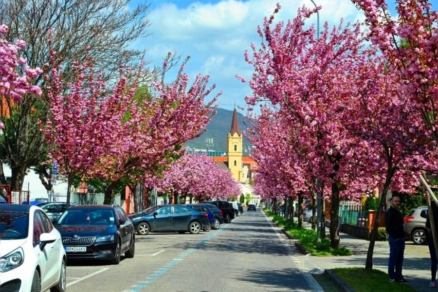 Sakury v Nitre opäť kvitnú